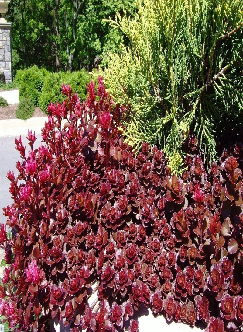 GGOOT "Dragon's Blood" Ghost Plant,Finger Aloe ,SUCCULENT GROUNDCOVER,Stone-crop(50 Seeds) - Image 1