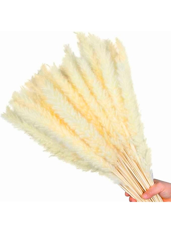 FANCY FLOWERS Natural Dried flowers Original pampas Grass -Tall Extra Fluffy- faux Artificial Dried - Home Decoration - Table Decor (15) - Image 1