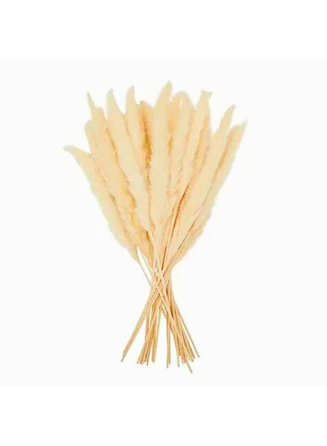 FANCY FLOWERS Natural Dried flowers Original pampas Grass -Tall Extra Fluffy- faux Artificial Dried - Home Decoration - Table Decor (15) - Image 2