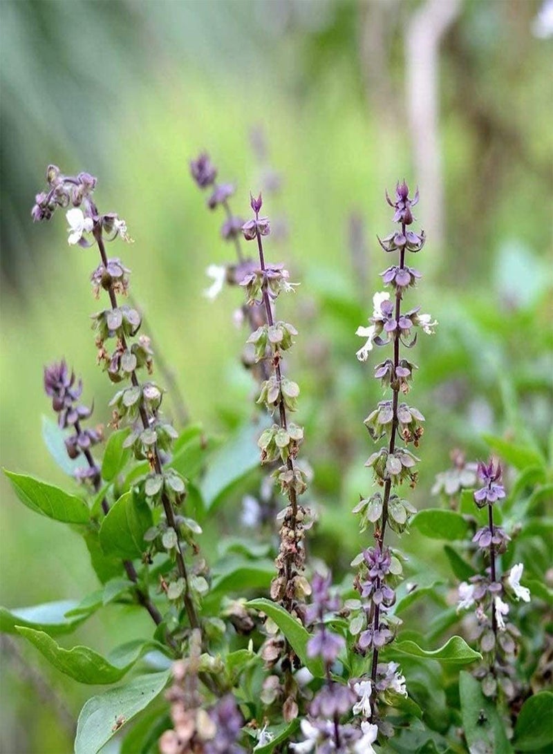 GGOOT 200pcs Basil Seeds Non-GMO Herbs Year-Round Vegetable Seed Suitable for Balcony Kitchen Garden Planting Easy to Plant Varieties - Image 2