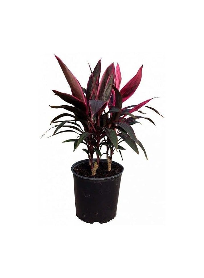 Cordyline fruticosa plant
