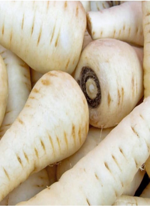 Organic, Open-Pollinated Parsnip: Tender & True Seed. Grow Your Own, Perfect for Any GardenGrown with Love. Ready to Plant. Certified Organic, Non-GMO Vegetable Seed