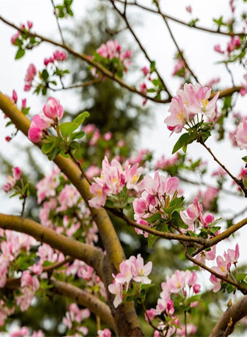 GGOOT 200Pcs Begonia Seeds Beautiful Tree Crown Full of Flowers Suitable for Planting in Garden Green Space Easy to Care Bring Sense of Accomplishment - Image 2