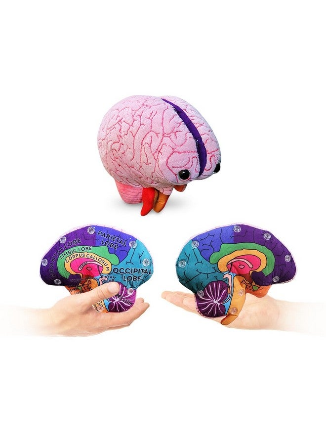 Giant Microbes GIANTmicrobes Brain Model, Human Brain Anatomy Model, Brain Model for Kids, Brain Model for Neuroscience, Brain Model for Teaching, Brain Model for Psychology, 3D Brain Model, Brain Anatomy Toy - Image 1