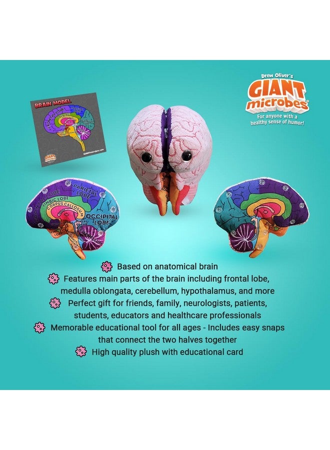 Giant Microbes GIANTmicrobes Brain Model, Human Brain Anatomy Model, Brain Model for Kids, Brain Model for Neuroscience, Brain Model for Teaching, Brain Model for Psychology, 3D Brain Model, Brain Anatomy Toy - Image 2