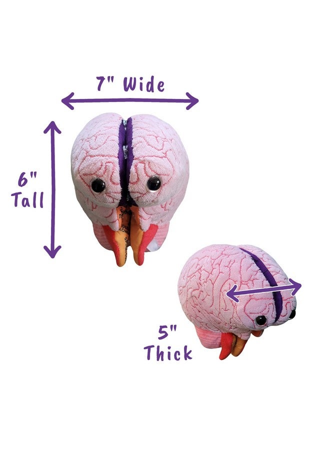 Giant Microbes GIANTmicrobes Brain Model, Human Brain Anatomy Model, Brain Model for Kids, Brain Model for Neuroscience, Brain Model for Teaching, Brain Model for Psychology, 3D Brain Model, Brain Anatomy Toy - Image 3