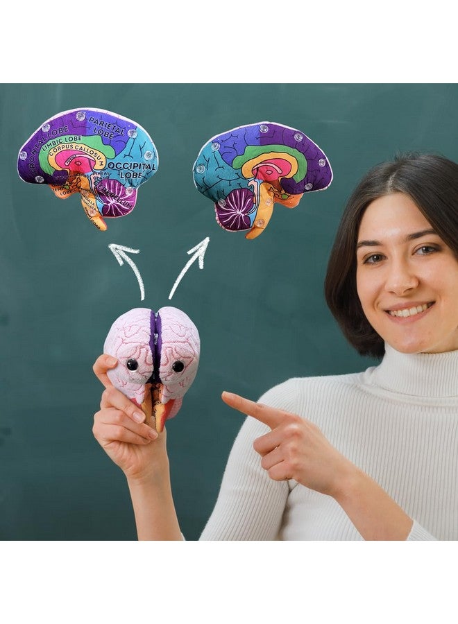 Giant Microbes GIANTmicrobes Brain Model, Human Brain Anatomy Model, Brain Model for Kids, Brain Model for Neuroscience, Brain Model for Teaching, Brain Model for Psychology, 3D Brain Model, Brain Anatomy Toy - Image 5