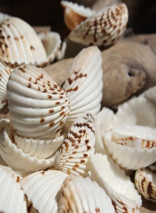 JUNERUSH Brown Dotted Lines White Artificial Sea Shells for Crafts, Jewellary Making, Resin Art, Seashell Decor (30Pc) - Image 1