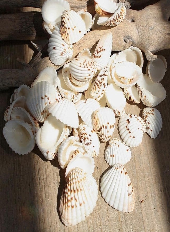 JUNERUSH Brown Dotted Lines White Artificial Sea Shells for Crafts, Jewellary Making, Resin Art, Seashell Decor (30Pc) - Image 2