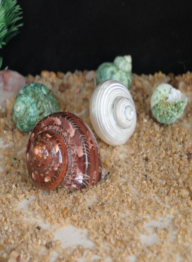iao.v.p 5pcs Hermit Crab Shells, M Size Opening 0.7-1.4", Natural Sea Conch, Turbo Seashells for Hermit Crab Supplies and Beach Decoration Large Sea Shell (5pcs M) - Image 5