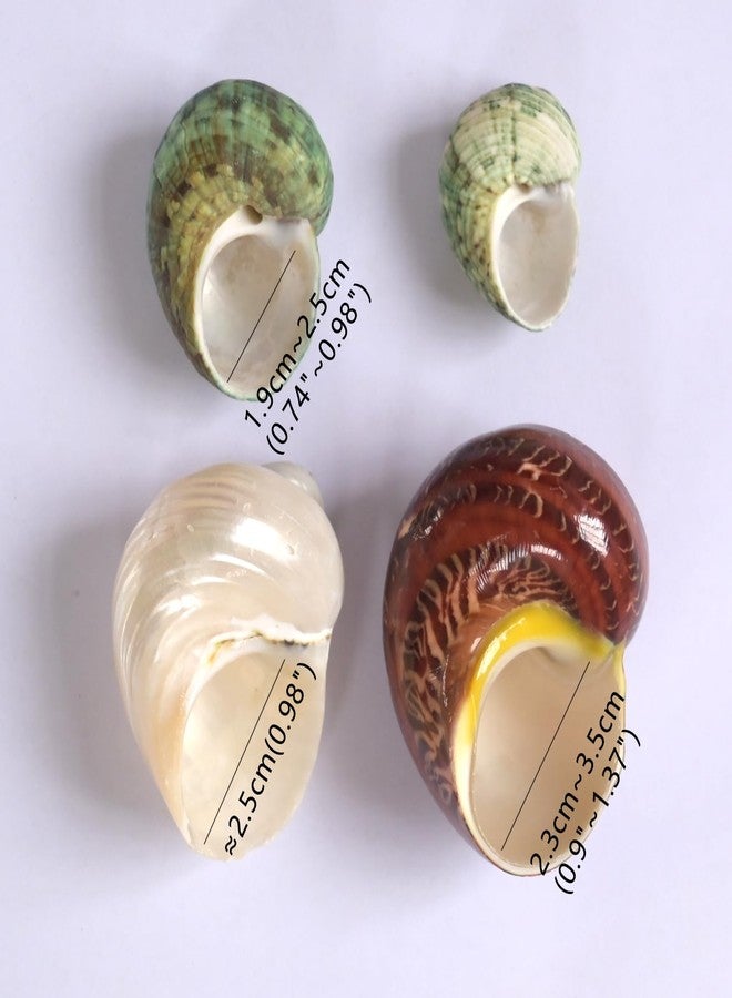 iao.v.p 5pcs Hermit Crab Shells, M Size Opening 0.7-1.4", Natural Sea Conch, Turbo Seashells for Hermit Crab Supplies and Beach Decoration Large Sea Shell (5pcs M) - Image 2