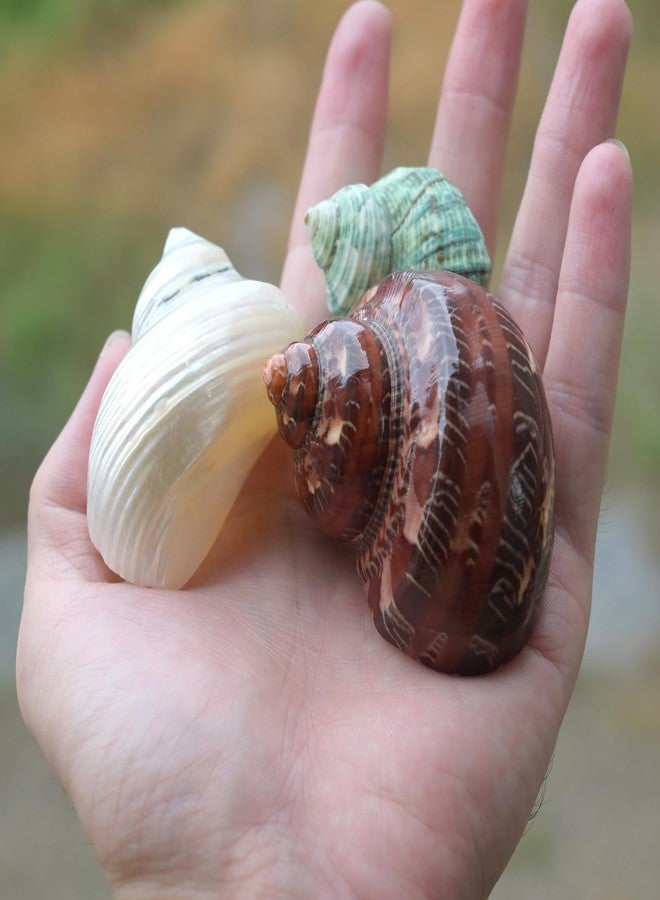 iao.v.p 5pcs Hermit Crab Shells, M Size Opening 0.7-1.4", Natural Sea Conch, Turbo Seashells for Hermit Crab Supplies and Beach Decoration Large Sea Shell (5pcs M) - Image 3