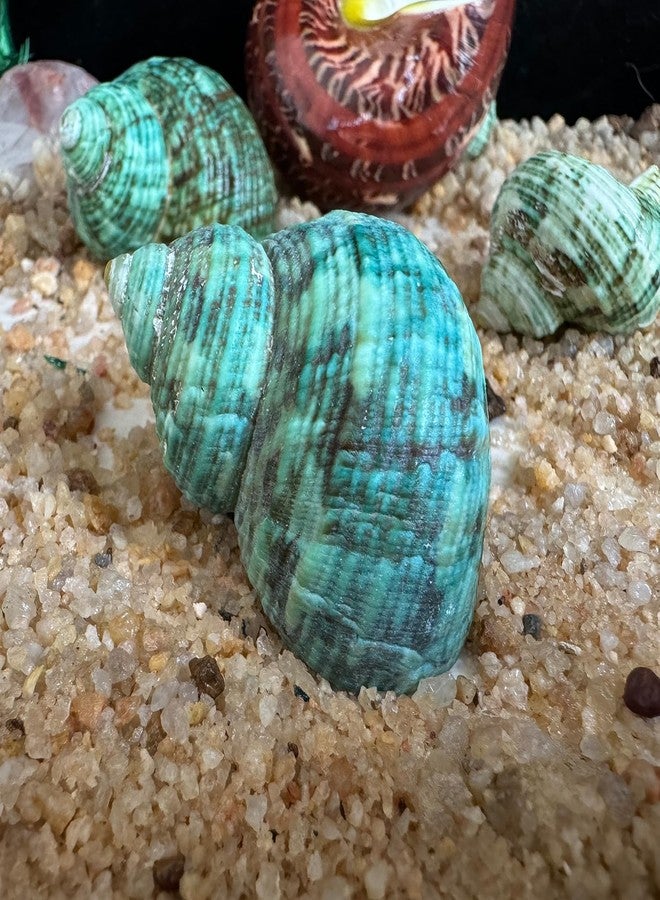 iao.v.p 5pcs Hermit Crab Shells, M Size Opening 0.7-1.4", Natural Sea Conch, Turbo Seashells for Hermit Crab Supplies and Beach Decoration Large Sea Shell (5pcs M) - Image 4