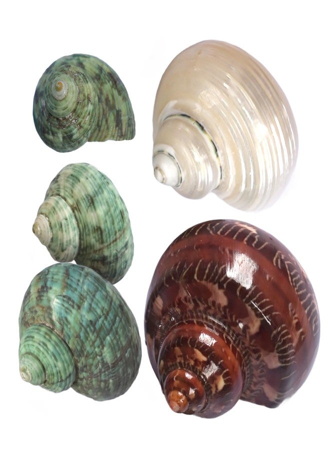iao.v.p 5pcs Hermit Crab Shells, M Size Opening 0.7-1.4", Natural Sea Conch, Turbo Seashells for Hermit Crab Supplies and Beach Decoration Large Sea Shell (5pcs M) - Image 1
