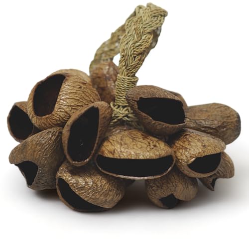 GMP Pangi Seed Shell Shaker/Nutshell Percussion Sound Effect, Comes with Rope Handle/Bamboo Handle, Authentic Traditional Rattle (Natural) - Image 1