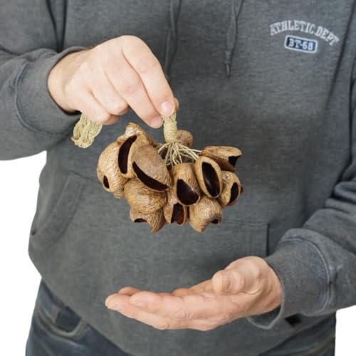 GMP Pangi Seed Shell Shaker/Nutshell Percussion Sound Effect, Comes with Rope Handle/Bamboo Handle, Authentic Traditional Rattle (Natural) - Image 5