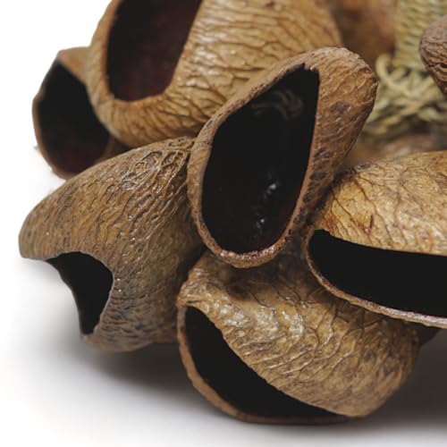 GMP Pangi Seed Shell Shaker/Nutshell Percussion Sound Effect, Comes with Rope Handle/Bamboo Handle, Authentic Traditional Rattle (Natural) - Image 4