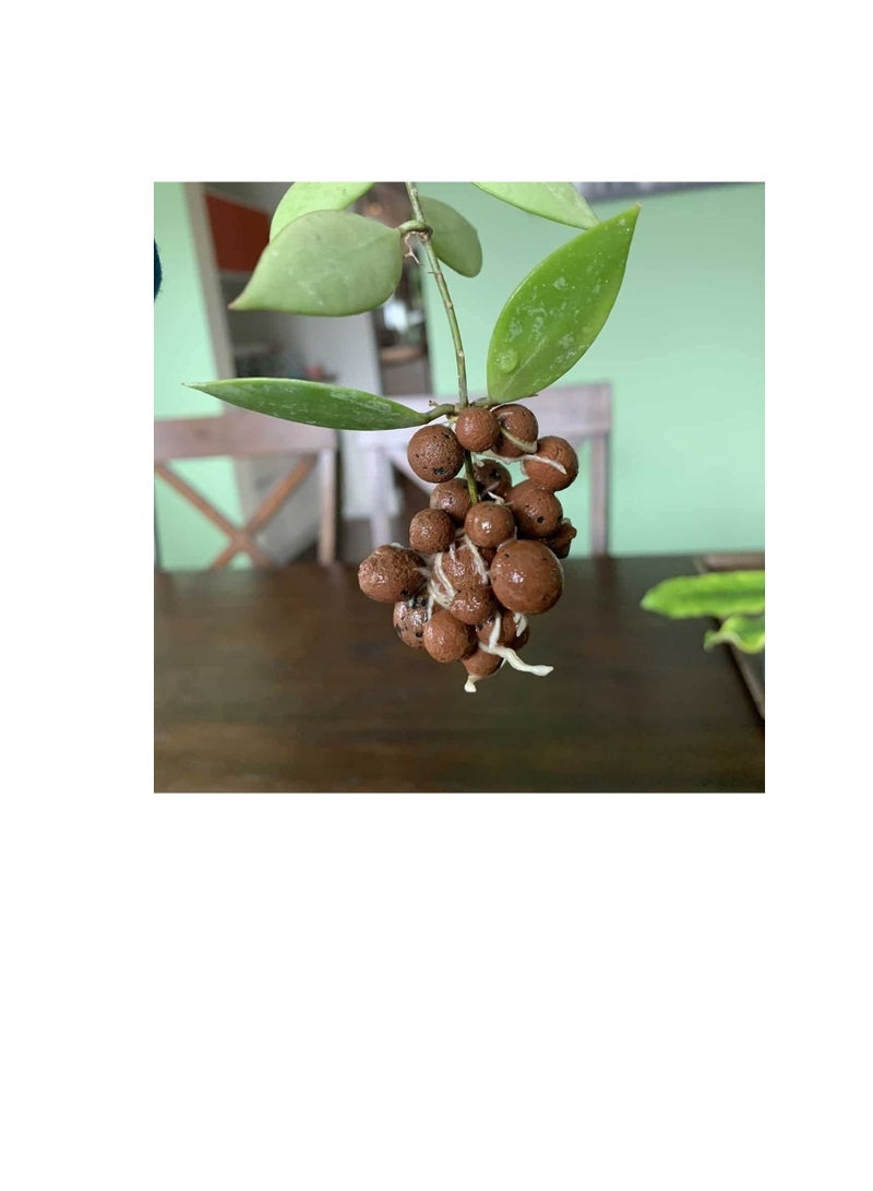 Hydro GOLDLABEL® Leca 4mm-16mm Clay Pebbles, Brown, (45 Liter Bag) - Made from 100% Natural Clay, Can be used for Drainage, Decoration, Aquaponics, Hydroponics and Other Gardening Essentials  - Image 3
