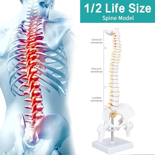 ESAW Spinal Cord Model with Vertebral Column – Anatomical Human Spine Model for Medical Students, Doctors, Chiropractors & Physiotherapy–Educational Vertebrae Model for Study, Training & Demonstration - Image 2