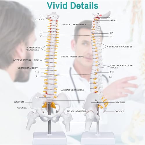 ESAW Spinal Cord Model with Vertebral Column – Anatomical Human Spine Model for Medical Students, Doctors, Chiropractors & Physiotherapy–Educational Vertebrae Model for Study, Training & Demonstration - Image 5