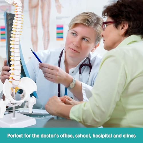 ESAW Spinal Cord Model with Vertebral Column – Anatomical Human Spine Model for Medical Students, Doctors, Chiropractors & Physiotherapy–Educational Vertebrae Model for Study, Training & Demonstration - Image 3