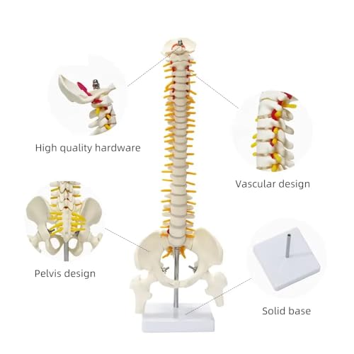 ESAW Spinal Cord Model with Vertebral Column – Anatomical Human Spine Model for Medical Students, Doctors, Chiropractors & Physiotherapy–Educational Vertebrae Model for Study, Training & Demonstration - Image 4