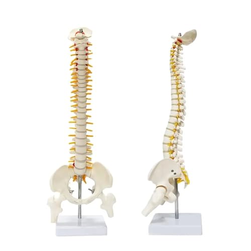 ESAW Spinal Cord Model with Vertebral Column – Anatomical Human Spine Model for Medical Students, Doctors, Chiropractors & Physiotherapy–Educational Vertebrae Model for Study, Training & Demonstration - Image 1