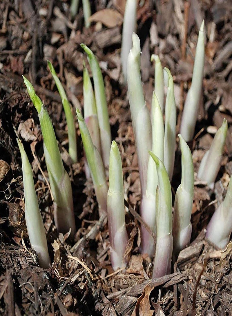 جي جوت بذور للزراعة، كيس واحد من بذور الهوستا الجميلة سهلة النمو، 3 ألوان، بذور زهور طبيعية للحديقة، بذور البستنة للحديقة - أرجواني - أبيض - بذور الهوستا - Image 4