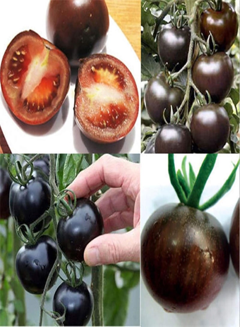 GGOOT 200Pcs/Bag Tomato Seeds Sweet Easy to Store High Yield Vegetable Seeds for Household Plants Black - Image 2