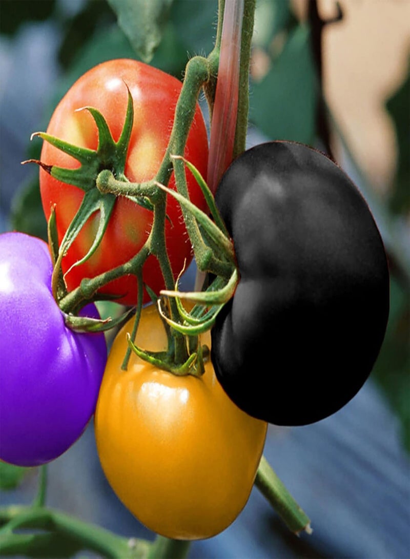 GGOOT 200Pcs/Bag Tomato Seeds Sweet Easy to Store High Yield Vegetable Seeds for Household Plants Black - Image 3
