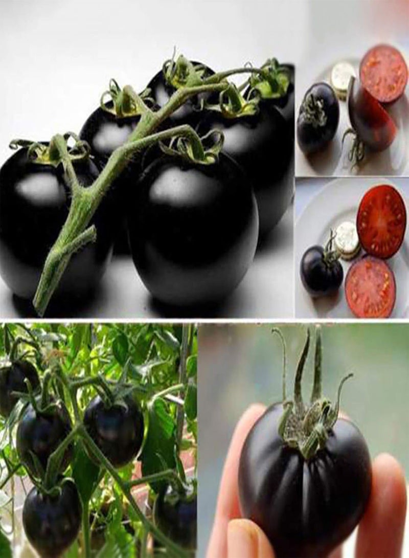GGOOT 200Pcs/Bag Tomato Seeds Sweet Easy to Store High Yield Vegetable Seeds for Household Plants Black - Image 1