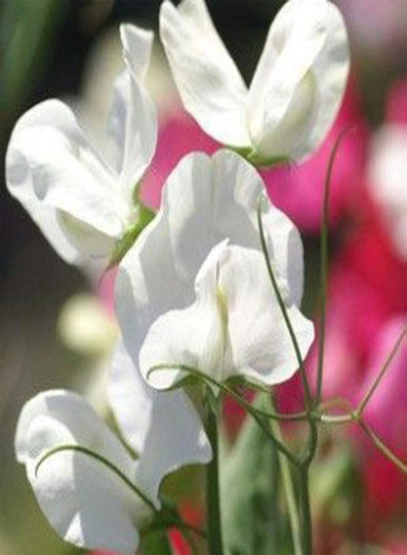 جي جوت بذور نباتات، بذور زهور، 50 قطعة/كيس، بذور نباتات ريفية سريعة النمو، بذور بازلاء حلوة متعددة الألوان، بذور نباتات للحديقة، بذور نباتات خارجية - Image 3