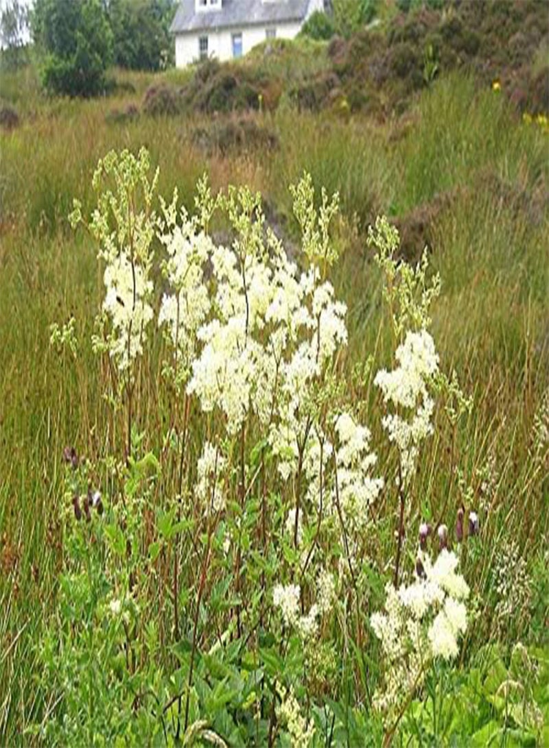 جي جوت بذور زهرة برية من نبات المروج البري، حوالي 50 بذرة