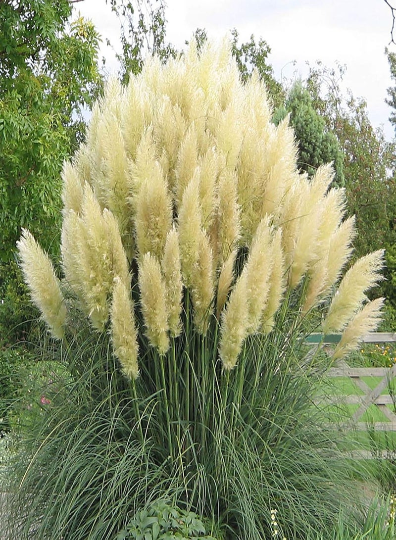 جي جوت بذور عشب البامباس، 500 قطعة/كيس، بذور عشب البامباس محبة للضوء، مقاومة للبرد، بذور نباتات مثمرة رائعة للفناء، هدية مثالية للبستنة الخارجية، ازرع حديقتك الخاصة - Image 3