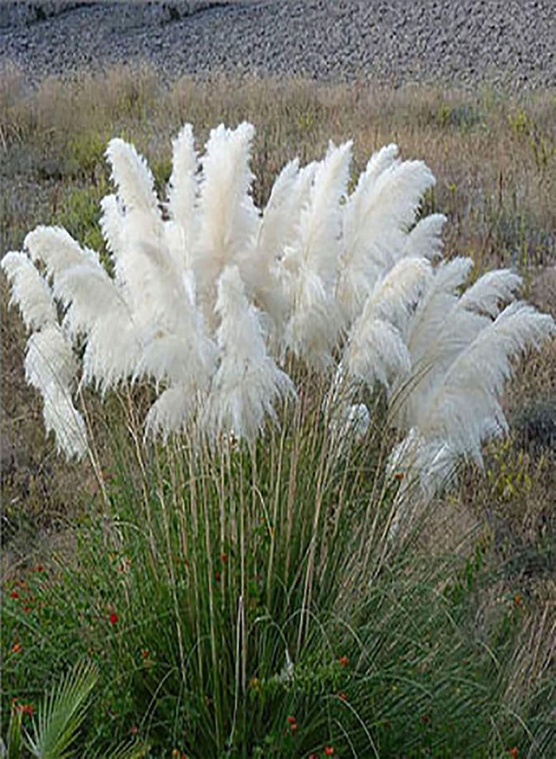 جي جوت بذور عشب البامباس، 500 قطعة/كيس، بذور عشب البامباس محبة للضوء، مقاومة للبرد، بذور نباتات مثمرة رائعة للفناء، هدية مثالية للبستنة الخارجية، ازرع حديقتك الخاصة - Image 1