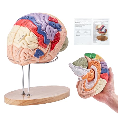 VEVOR 4Part Human Brain Model Anatomy with Labels Display Base ColorCoded Life Size Human Brain Anatomical Model for Science Classroom Study Display - Image 1
