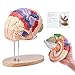 VEVOR 4Part Human Brain Model Anatomy with Labels Display Base ColorCoded Life Size Human Brain Anatomical Model for Science Classroom Study Display - Image 3