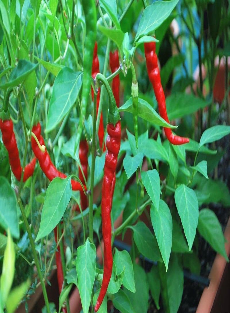GGOOT 200 x Cayenne Long Slim Chilli Pepper - Vegetable/Fruit Seeds - Image 1