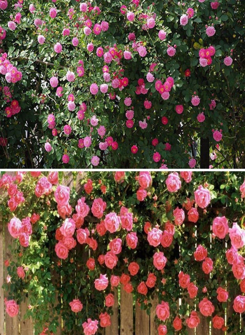 جي جوت 100 قطعة من بذور الورد المتسلق، نباتات وزهور وردية اللون لتزيين أسوار الشرفات والحدائق المنزلية - Image 2