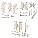 NUOLUX 3Pcs 4D Dinosaur Fossil Skeleton Toys DIY for Kids Fossil Skeleton Figure - Image 2