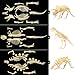 NUOLUX 3Pcs 4D Dinosaur Fossil Skeleton Toys DIY for Kids Fossil Skeleton Figure - Image 4