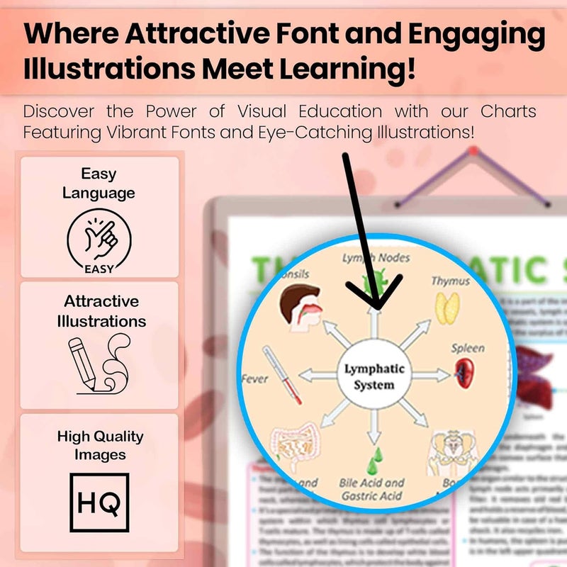 GoWoo COMBO OF 3 ANATOMY CHARTS - Image 5