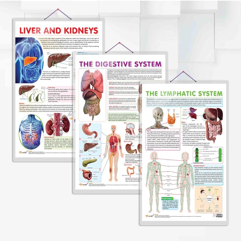 GoWoo COMBO OF 3 ANATOMY CHARTS - Image 1