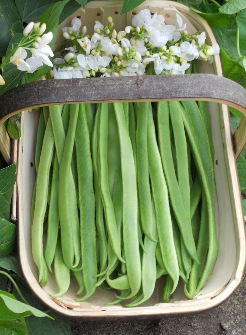 جي جوت فاصولياء العداء، "ضوء القمر" × 25 (25.9 جرام) من بذور الخضروات - Image 2