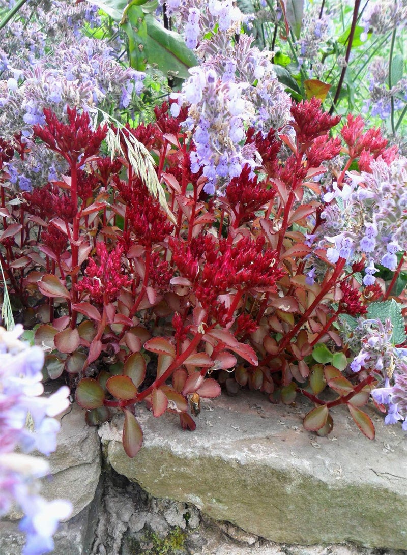 جي جوت سيدوم سبوريوم "فودو" 40 بذرة - Image 1