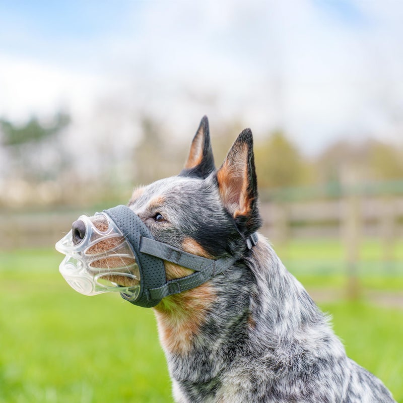 Baskerville INVISA Basket Dog Muzzle - Patented Humane Design with Facial Visibility, Padded Nose Band, Dog can Pant and Drink, Prevents Biting and Scavenging. Muzzle for Medium-Sized Dogs (Size 4) - Image 2