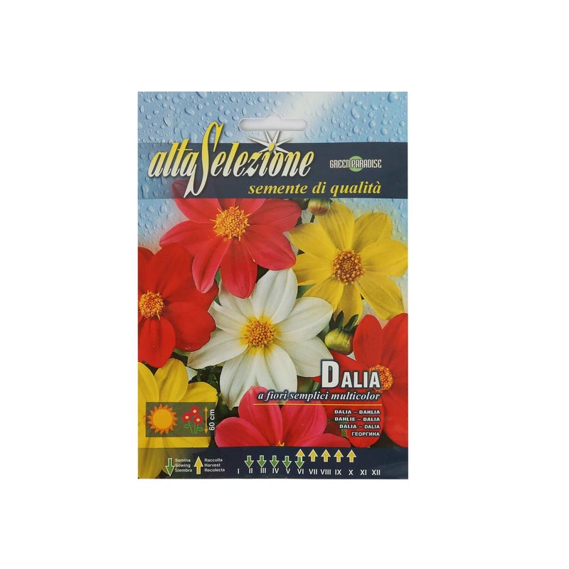 Alta Seeds Dahlia AFS 317/1