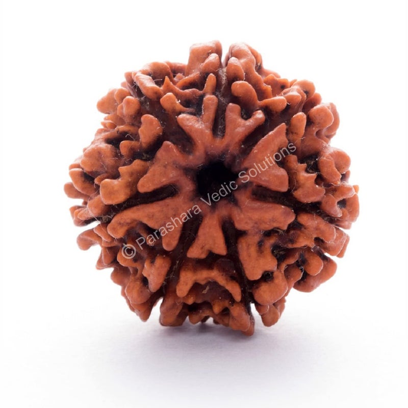 Arkam Seven Mukhi Rudraksha Certified/Original Nepali 7 Mukhi Rudraksh/Natural 7 Faced Rudraksha (Brown) with Certificate and Puja Instructions - Image 1