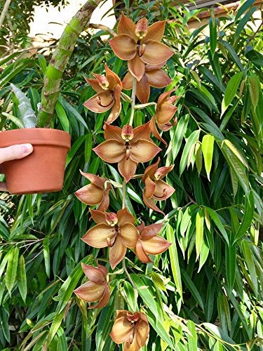 Tezula Plants MSU Orchid Fertilizer 13-3-15 (Greencare) 1/2 Pound, Scoop Included, Excellent for Orchids, Anthuriums, Philodendrons and all tropicals - Image 4