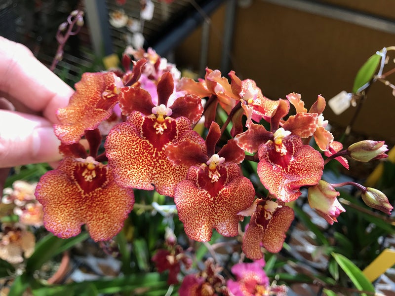 Tezula Plants MSU Orchid Fertilizer 13-3-15 (Greencare) 1/2 Pound, Scoop Included, Excellent for Orchids, Anthuriums, Philodendrons and all tropicals - Image 3